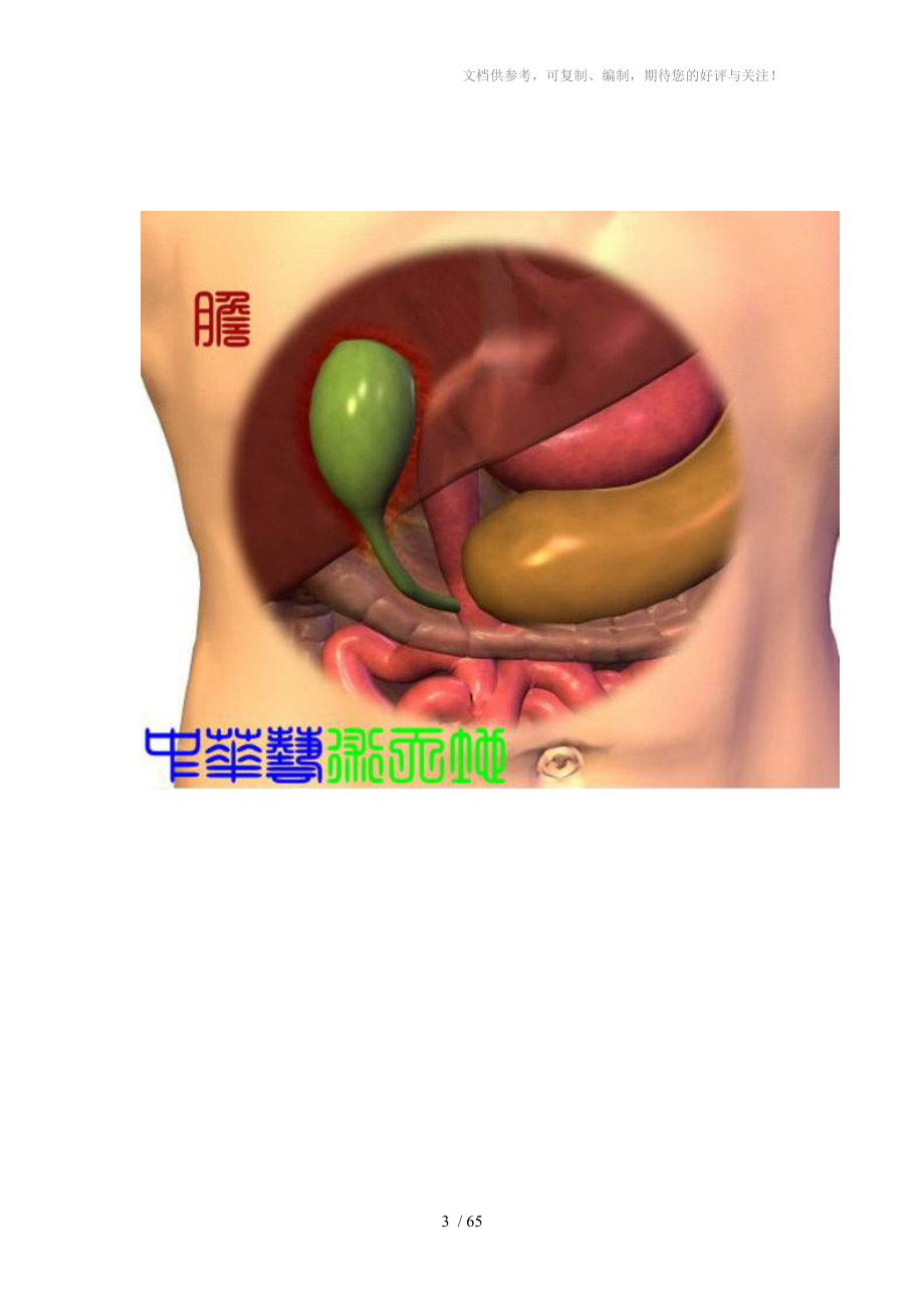 最全人體內臟結構圖(醫學圖譜)_第3頁