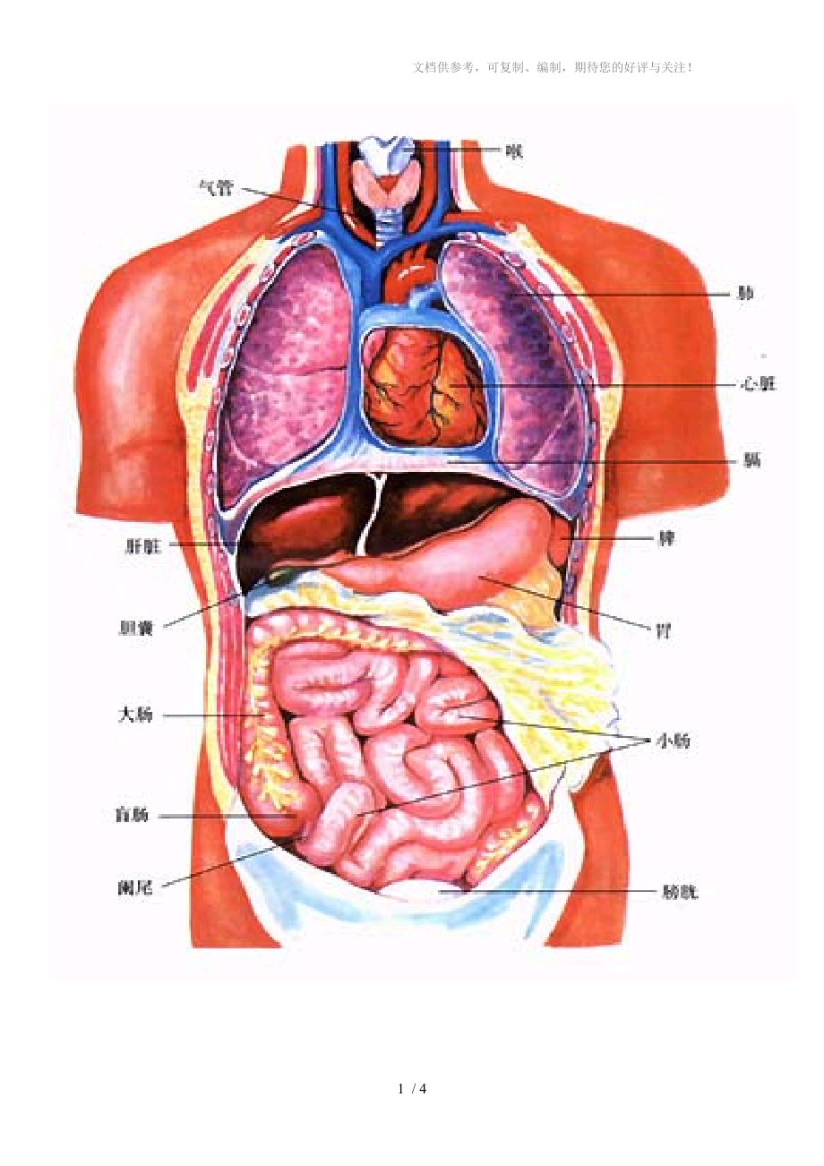 简化的人体器官示意图图片