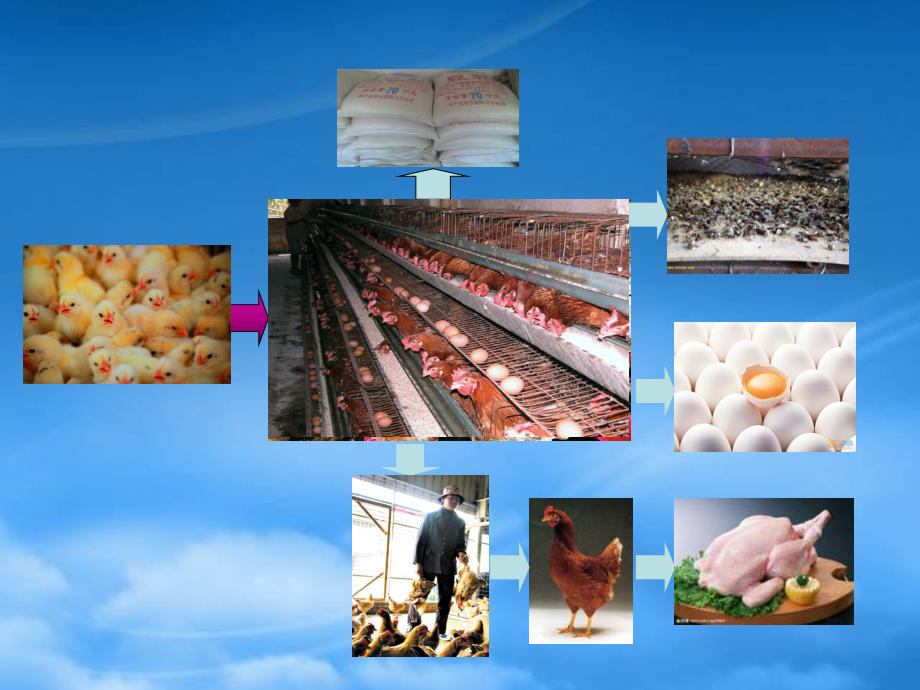 家禽养殖：养鸡的利润分析_第1页