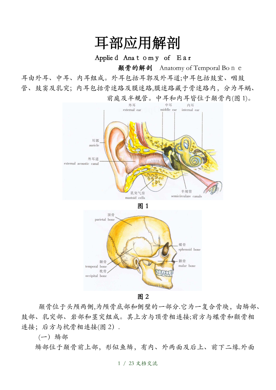 耳部应用解剖干货分享_第1页