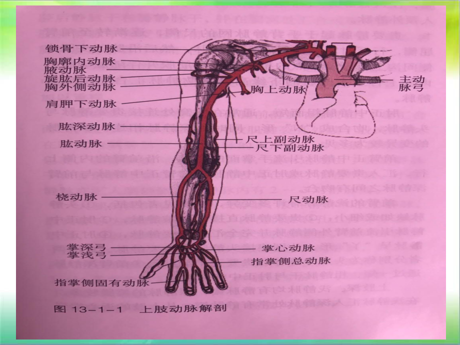 上肢血管解剖powerpoint 演示文稿