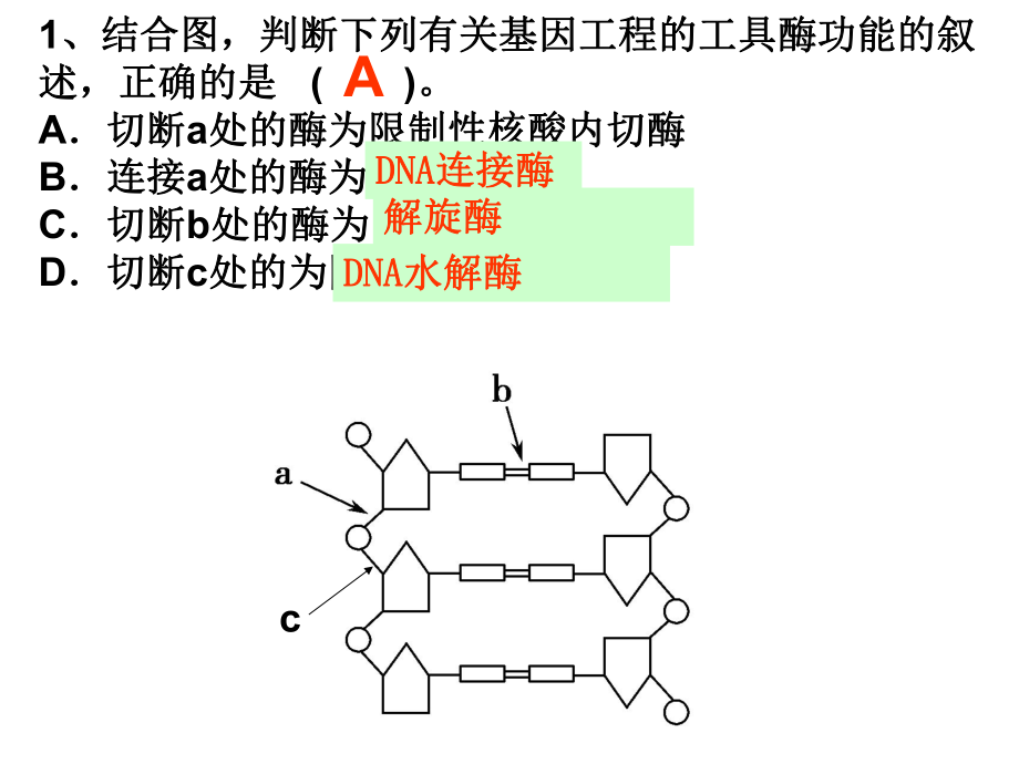 1-2基因工程的基本操作程序(新)XXXX(2)_第1頁