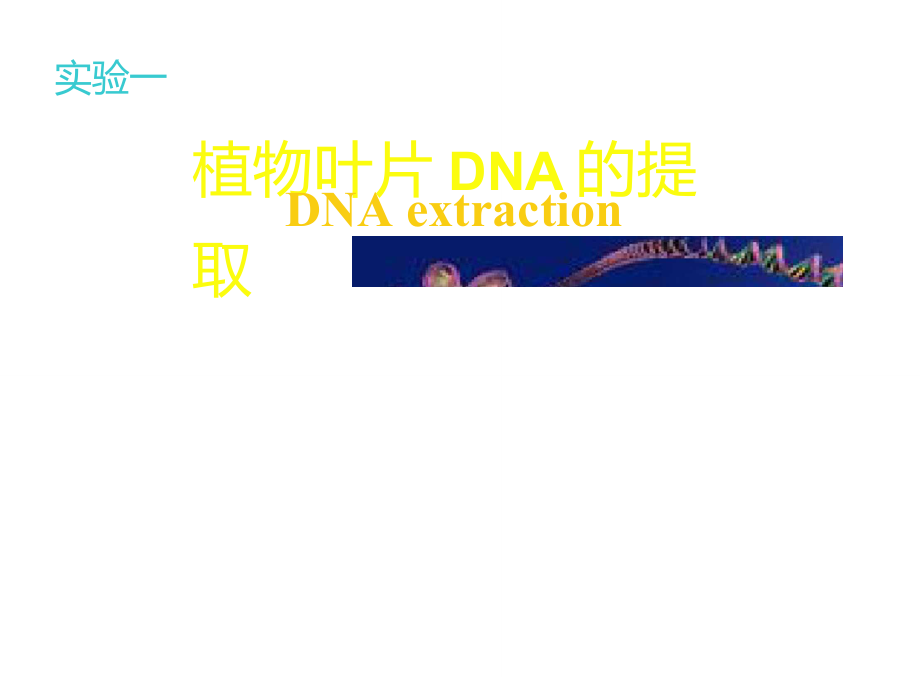 植物叶片中DNA的提取_第1页