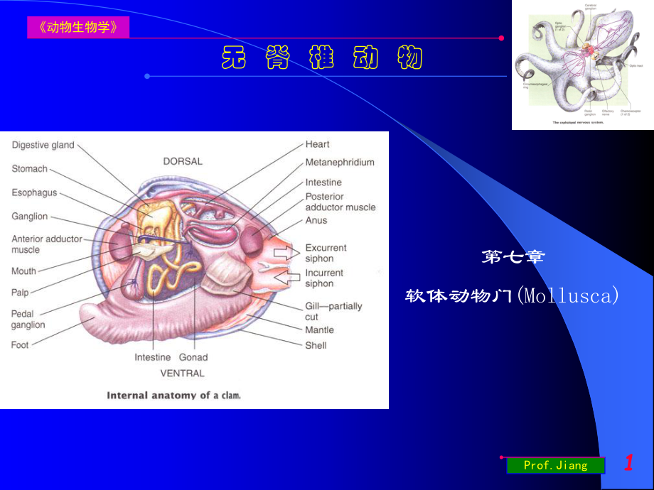 藥用動(dòng)物學(xué)軟體動(dòng)物門07上課用_第1頁(yè)