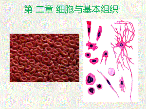 解剖學(xué)細(xì)胞課件