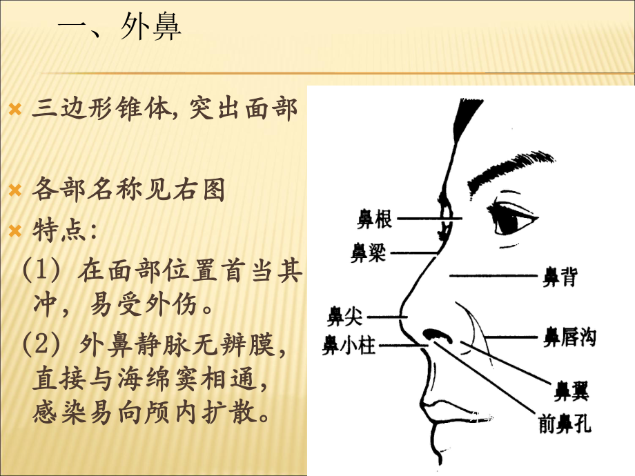 鼻子介绍图图片