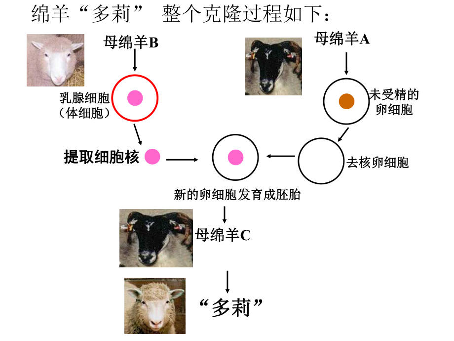 人教版七年级初一上册生物细胞通过分裂产生新细胞课件_第1页