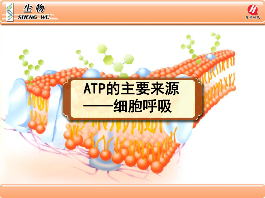 生物①必修53《ATP的主要來源--細胞呼吸》PPT課件_第1頁