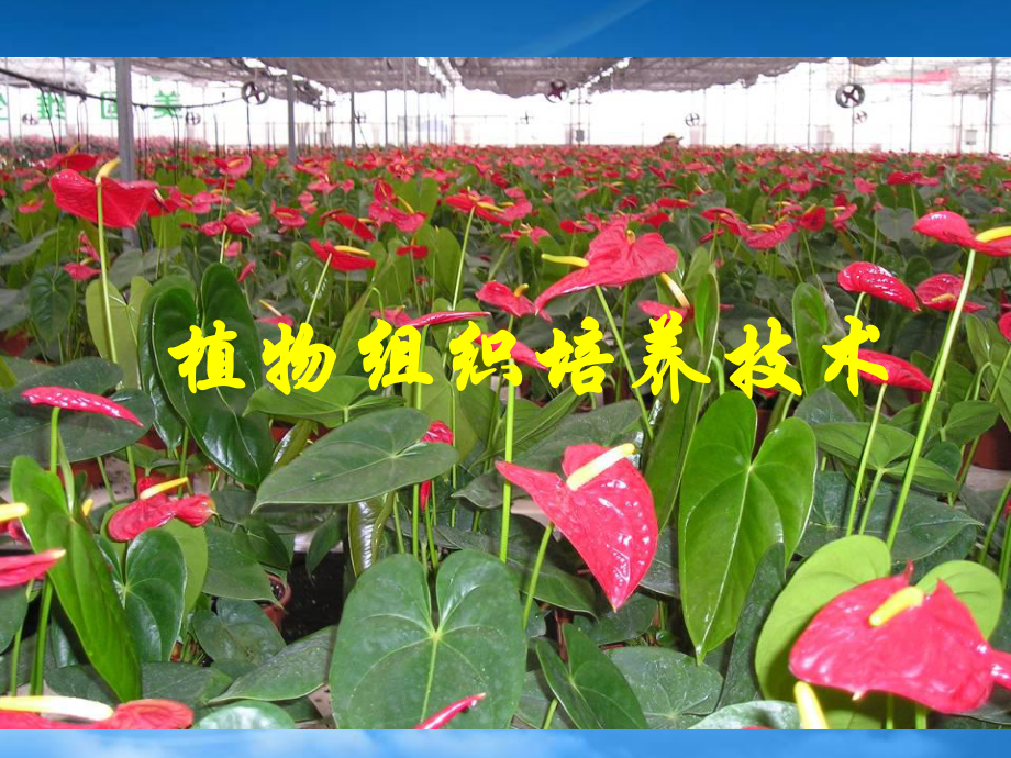 生物：12《植物組織培養(yǎng)技術(shù)》課件(蘇教版選修1)_第1頁