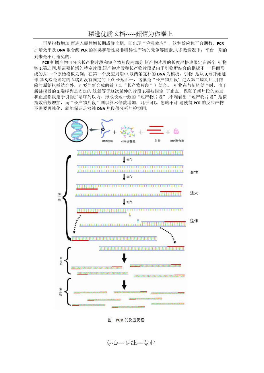 pcr扩增图解图片