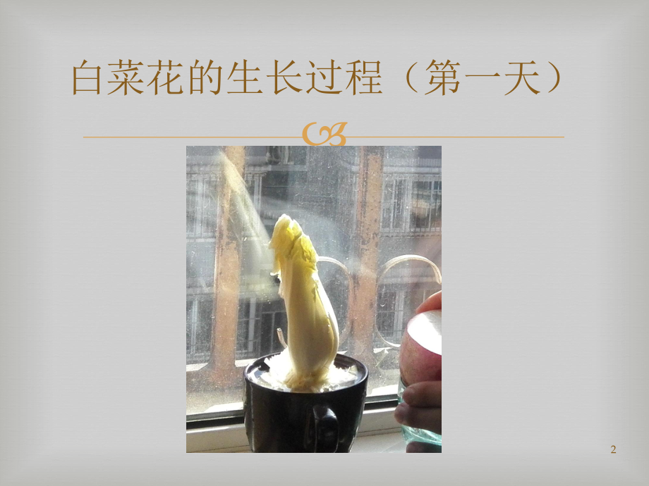 水培白菜花的生长过程图片